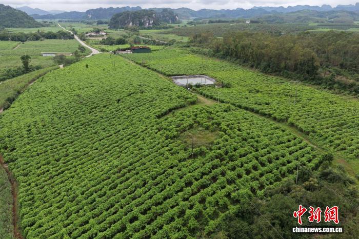 （乡村行·看振兴）广西宁明荒山爬满“黄金藤” 撬动大健康产业新蓝海