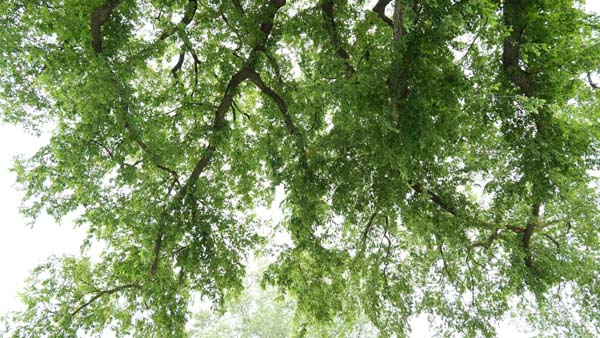 温莎市古树名录及保护计划详解