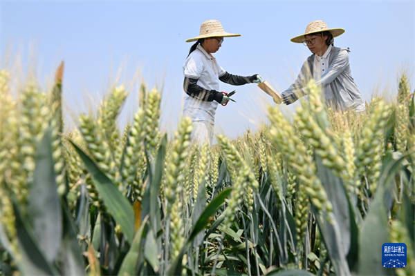 海外网评：从科技小院看见乡村的无限可能