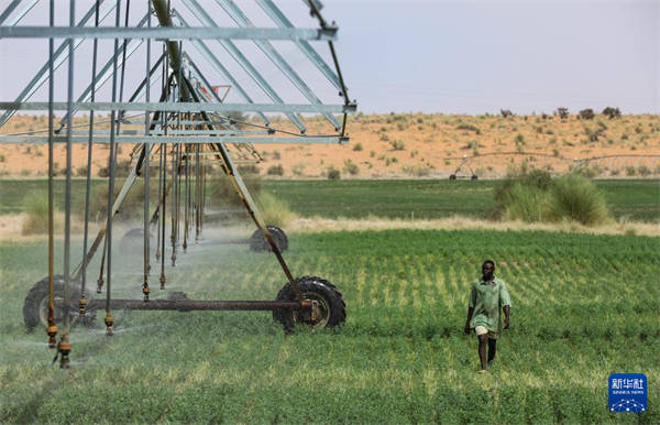 中国技术助力毛里塔尼亚畜牧业发展