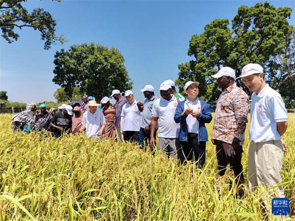 通讯丨稻浪翻金歌声起——丰收节见证中布农业合作新成果