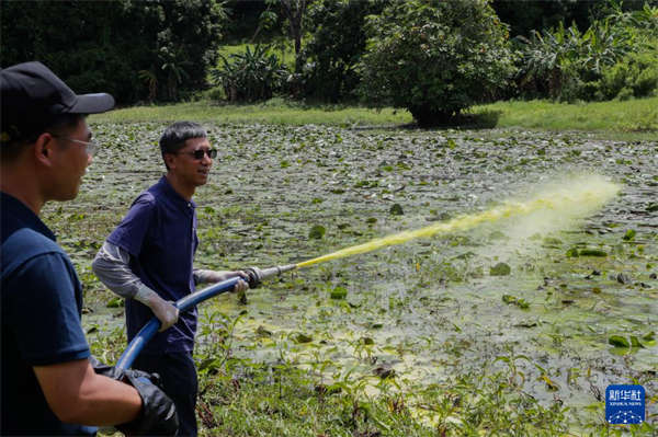 记者手记丨和中国专家一起在桑给巴尔“灭螺”