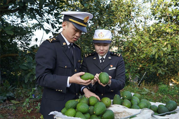 云南孟连牛油果首次出口东盟市场