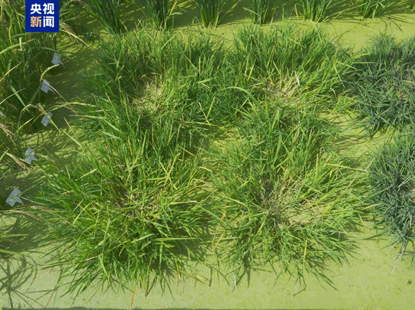 一种多收！我国科学家培育出多年生“长寿水稻”