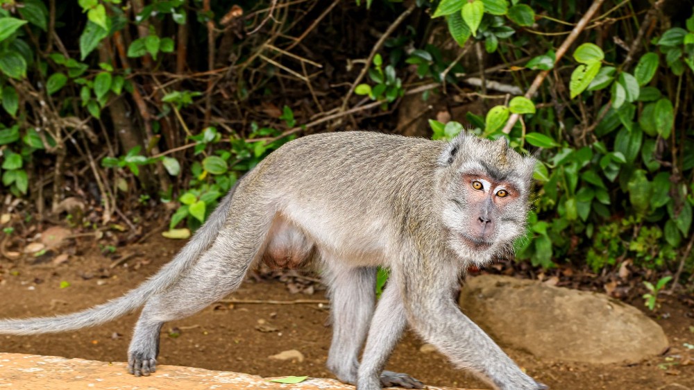 在泰国遭遇猴子袭击，一名美国水兵被迫中止前往霍尔木兹